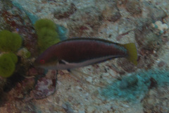 Cirrhilabrus punctatus