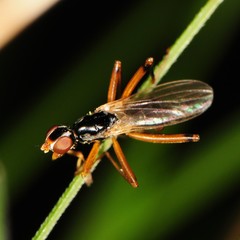 Compsobata