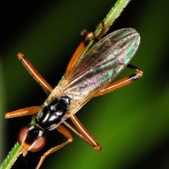 Compsobata