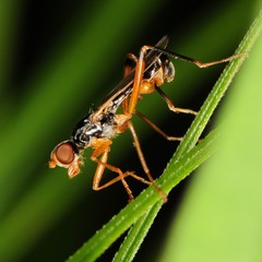 Compsobata