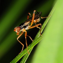 Compsobata