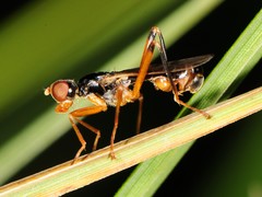 Compsobata