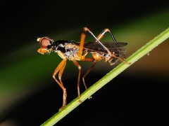 Compsobata