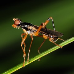 Compsobata