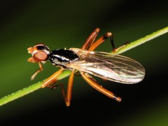 Compsobata