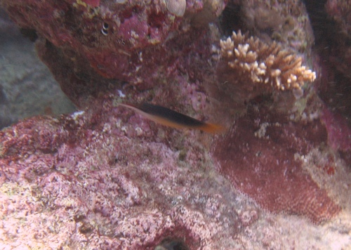 Red Sea Bird Wrasse — seen at this dive site
