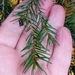 Picea abies abies - Photo (c) Karim Haddad, some rights reserved (CC BY), uploaded by Karim Haddad