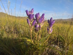 Gentiana decumbens