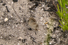 Actizera lucida