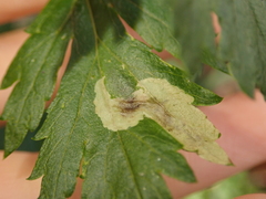 Calycomyza artemisiae