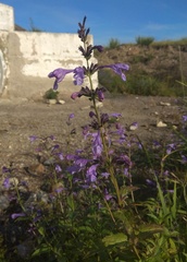Nepeta sibirica