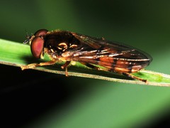 Platycheirus immarginatus