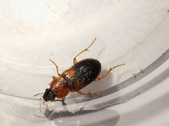 Stenolophus teutonus