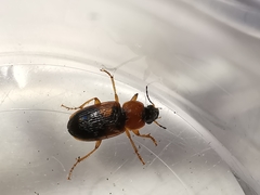 Stenolophus teutonus