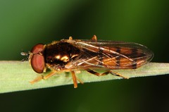 Platycheirus immarginatus