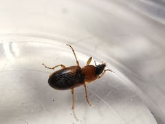 Stenolophus teutonus