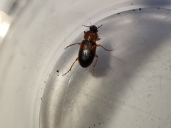 Stenolophus teutonus