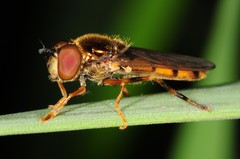 Platycheirus immarginatus