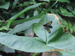 Isanthrene perboscii