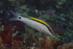 Parupeneus barberinus