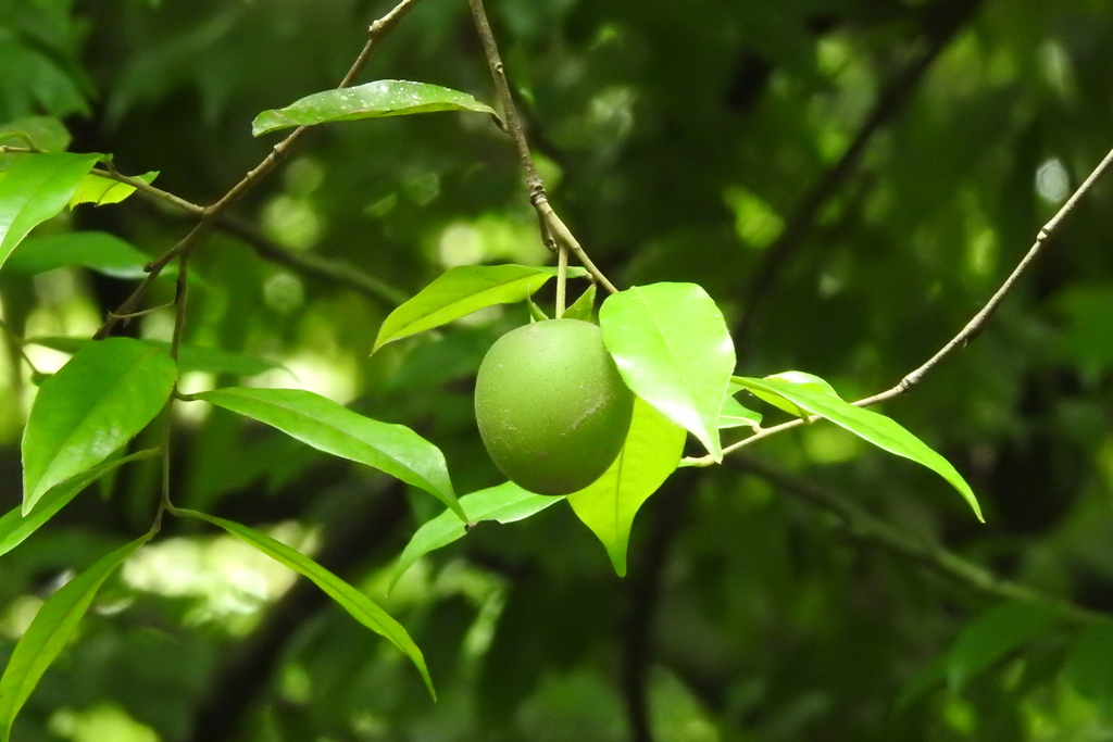 Diospyros pilosiuscula (Diospyros pilosiuscula)