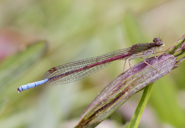Oxyallagma