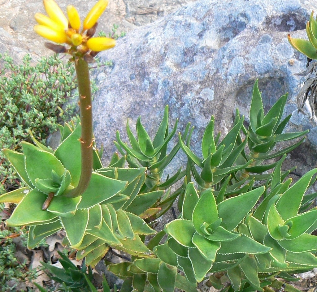 Climbing Aloes