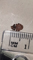 Otiorhynchus crataegi