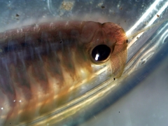 Eubranchipus oregonus