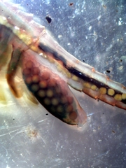 Eubranchipus oregonus