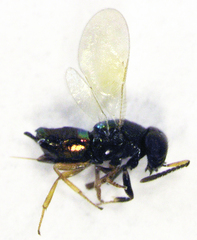 Parectromoides varipes