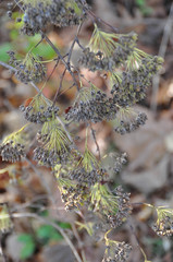 Physocarpus intermedius