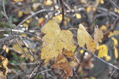 Physocarpus intermedius