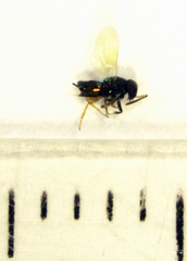 Parectromoides varipes