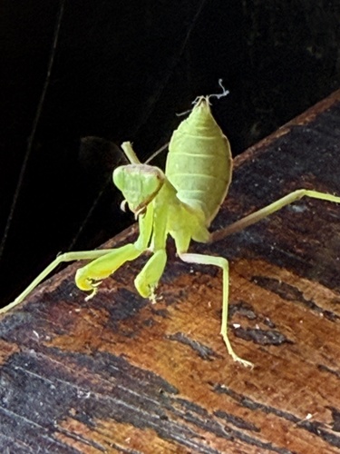 Transcaucasian Giant Mantis