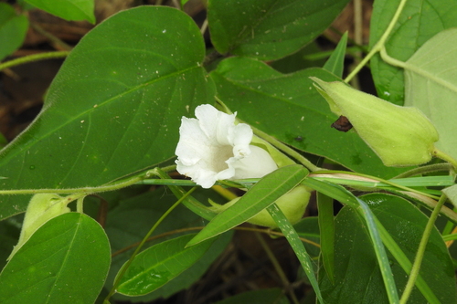 Argyreia breviscapa, 2025-07-26