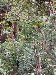 Myiopsitta monachus