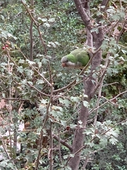 Myiopsitta monachus