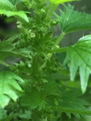 Urtica urens