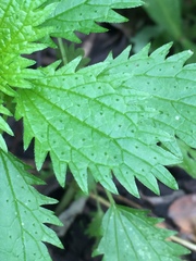 Urtica urens