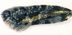 Chrysorthenches drosochalca