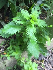 Urtica urens