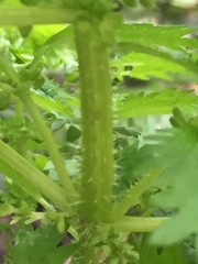 Urtica urens
