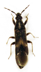 Maoricoris benefactor
