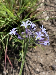 Pentanisia prunelloides prunelloides