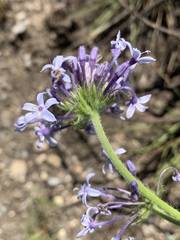 Pentanisia prunelloides prunelloides