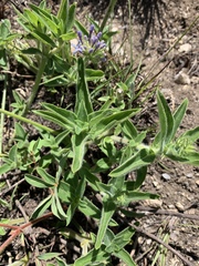 Pentanisia prunelloides prunelloides