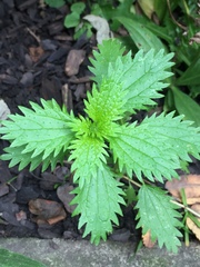 Urtica urens