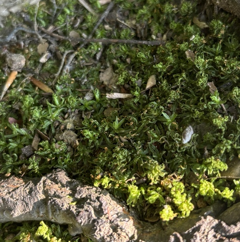 Atrichum altecristatum observed 2025-08-01