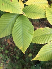 Fagus grandifolia
